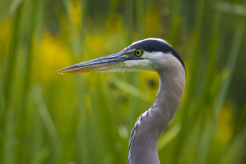 Great Blue Heron